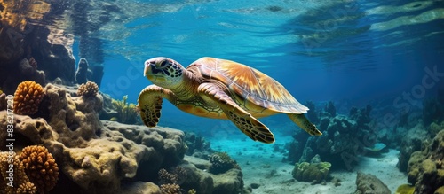 Aquatic turtle in a natural environment with copy space image.