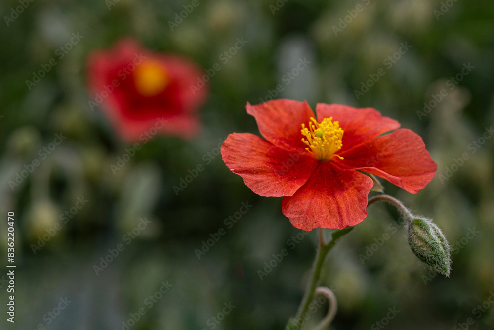 Posłonek (Helianthemum, Rock rose)