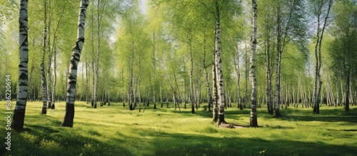 High resolution forest image on checkered background with clipping path for easy selection, perfect for copy space image.