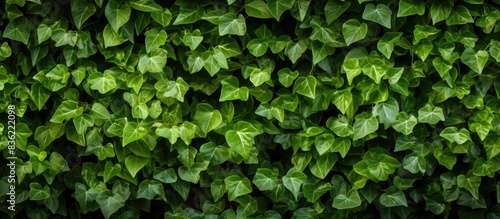 Texture background created by a wall of green leaves with copy space image.