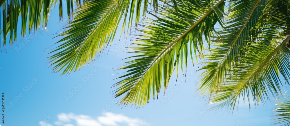 A photograph of palm leaves with a white background provides ample copy space image. A photograph of palm leaves with a white background provides ample copy space image.