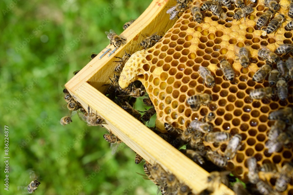 Queen cell on honeycomb frame covered with bees
Queen cell on honeycomb frame covered with bees