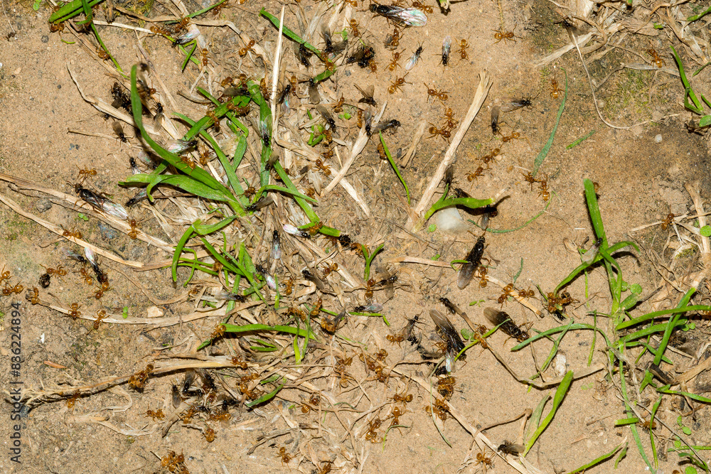 Wiesenameise oder Gelbe Wiesenameise ( Lasius flavus ) im Garten Stock