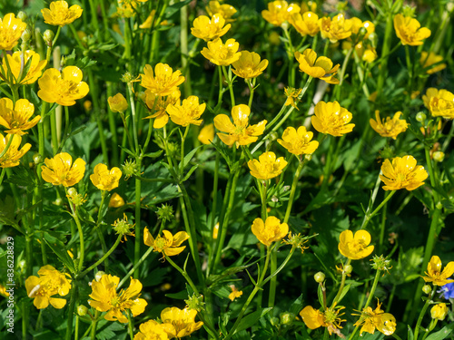 Ranunculus acris or meadow buttercup, tall buttercup, common buttercup, giant buttercup. Plants and flowers of natural meadows. Wildflower Plug Plants