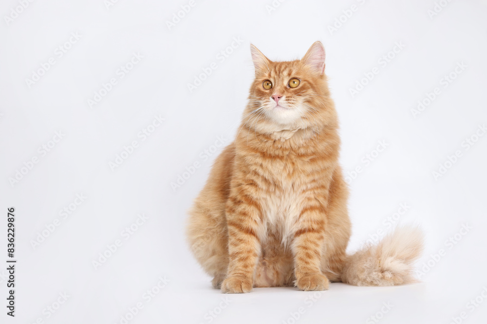 Beautiful red Cat sits and looks away. Cat close up. Cute fluffy Kitten. Kitten on a white background. Pet. Animal care. Animal background. Place for text. Domestic  ginger cat.   Pet shop. Copy space