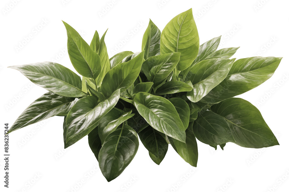 Lush, vibrant green pothos plant leaves displaying vitality and growth, png, with a transparent, white background Lush, vibrant green pothos plant leaves displaying vitality and growth, png, with a transparent, white background