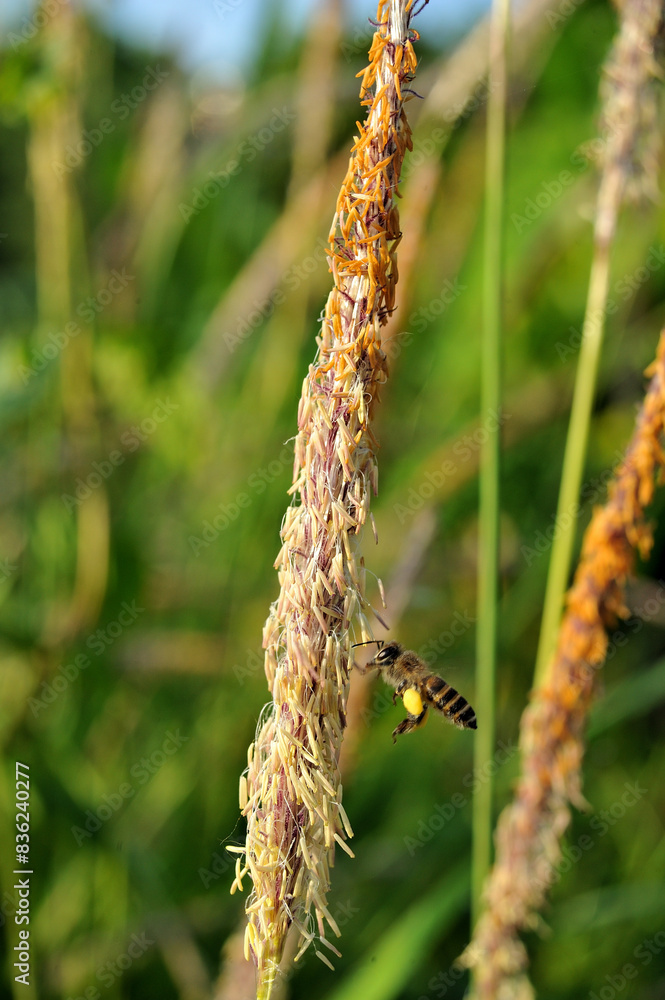 Apis cerana (Asian honey bee) is working on Alang-grass Apis cerana (Asian honey bee) is working on Alang-grass