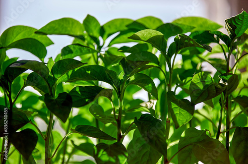 Vibrant Green Pepper Plants Flourishing in a Windowsill Garden
