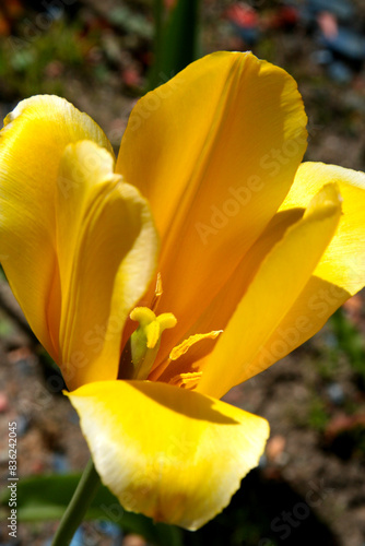 Yellow large tulip in a flowerbed in Moscow