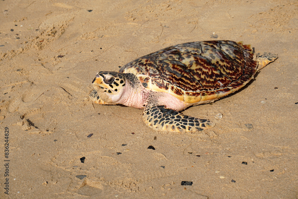 Obraz premium Animal scene of Sea turtle walking on the sand beach go to the sea at sattahip thailand - Volunteers release turtles into the sea Return to nature