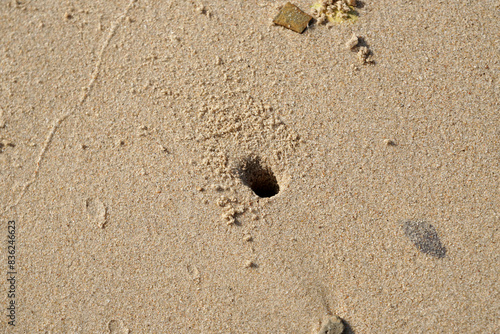 Nature scene of crab hole on the beach  photo