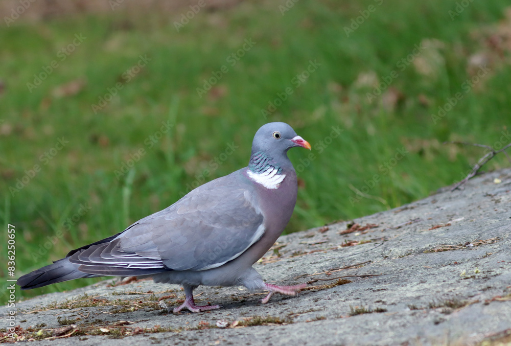 Obraz premium Common wood pigeon