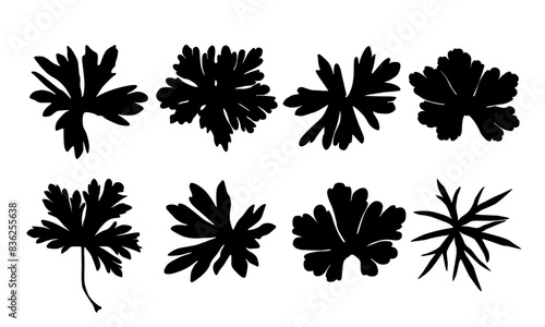 Geranium leaves isolated on white background