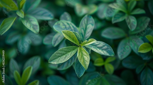 Green Leaves on Natural Background 