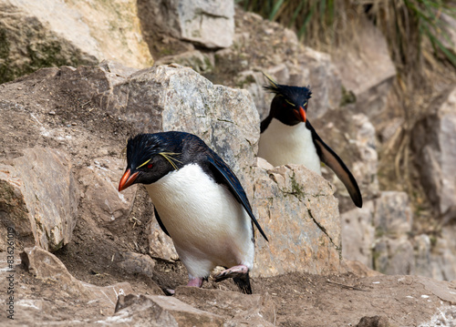 Rockhopper Penguins