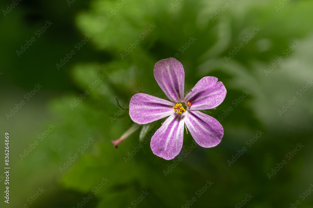 Bodziszek cuchnący (Geranium robertianum, Roberts geranium) Bodziszek cuchnący (Geranium robertianum, Roberts geranium)