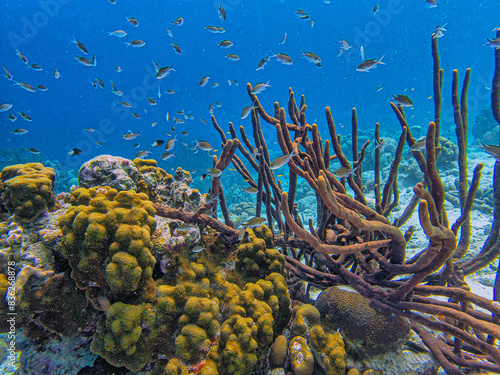 Caribbean coral garden, Bonaire photo