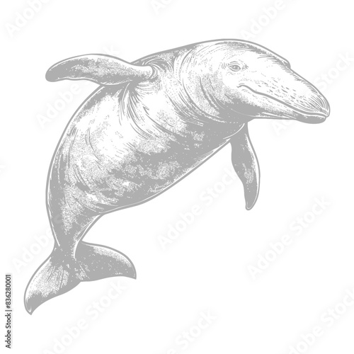 Ink Sketch of Baiji: Yangtze River Dolphin, Vulnerable Species.