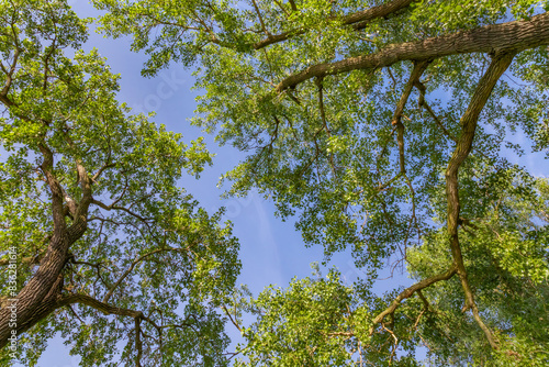 Cottonwood urban tree canopy in near Alton Illinois along the Mississippi River during golden hour