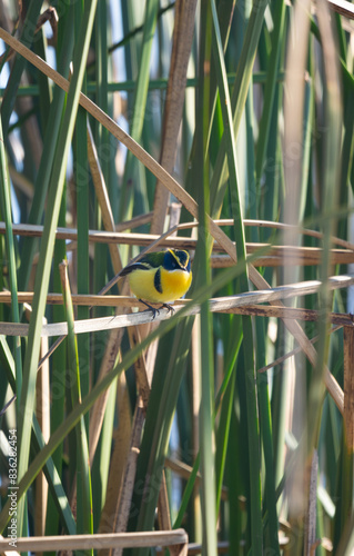 colorful bird in reeds in a wetland