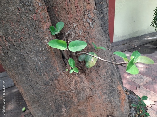 Banyan tree growing on another 
tree trunk. Its seeds germinate in the hollow of the trees and slowly cover the whole tree. It can also be called a parasitic tree. Banyan tree roots.
 photo