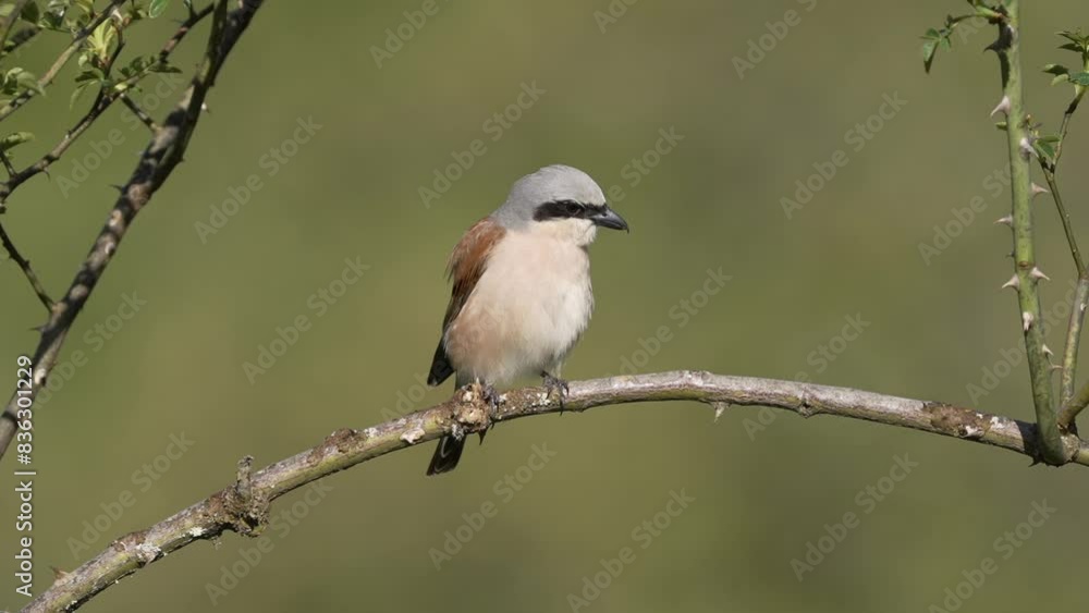 Male red backed shrike perched on a branch. Spain.
Male red backed shrike perched on a branch. Spain.