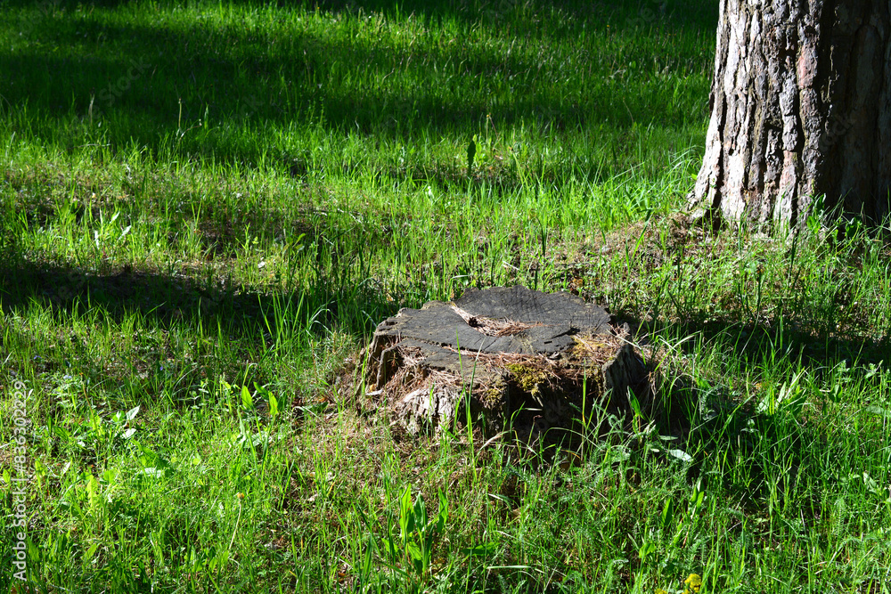 Obraz premium a tree stump in the grass under the tree 