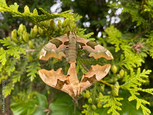 Two Lime Hawk-moths (Mimas Tiliae) mating on a tree