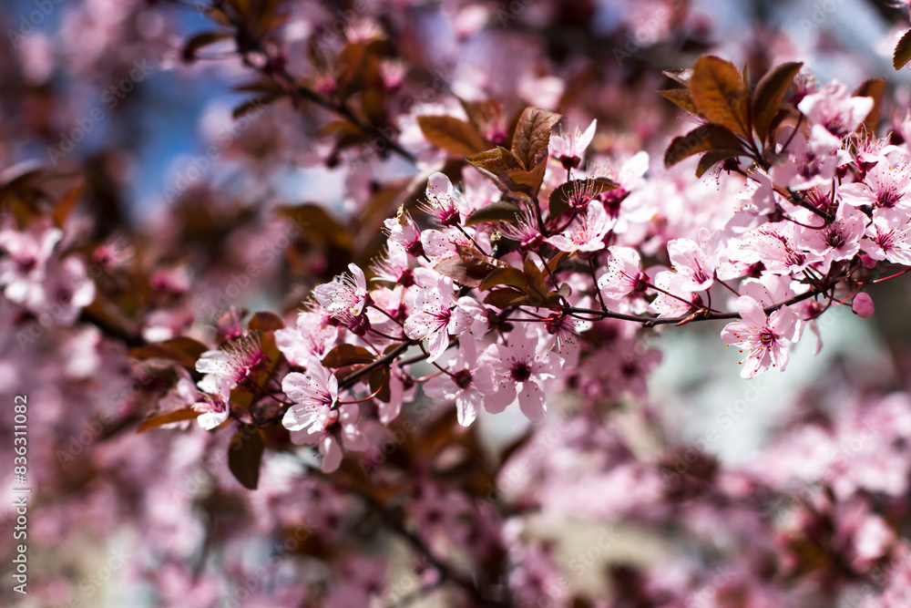 Cherry blossom branch against blue sky. Beautiful spring postcard Cherry blossom branch against blue sky. Beautiful spring postcard