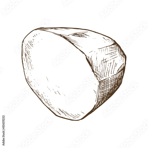 White potatoes, half of the tuber peeled. Graphic illustration hand drawn in brown ink. Isolated object EPS vector. on the theme of harvest, cooking, food, packaging, vegetable shop design.
