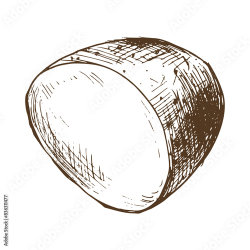 White potato in brown skin, cut off half of a tuber. Graphic illustration hand drawn in brown ink line art on the theme of harvest, cooking, food, vegetable. Element EPS vector