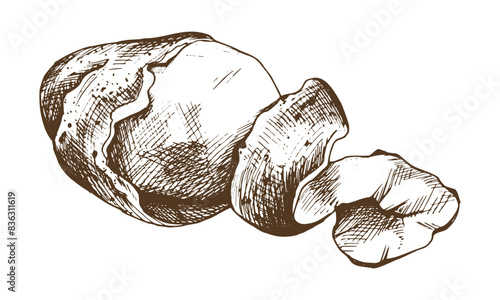 White potatoes in brown skins, half peeled with a spiral of peelings. Graphic illustration hand drawn in brown ink line art on the theme of harvest, cooking, food, vegetable. Element EPS vector