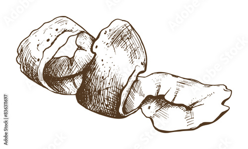 Peeling white potatoes with brown skin in a spiral shape. Graphic illustration hand drawn in brown ink line art on the theme of harvest, cooking, food, vegetable. Element EPS vector