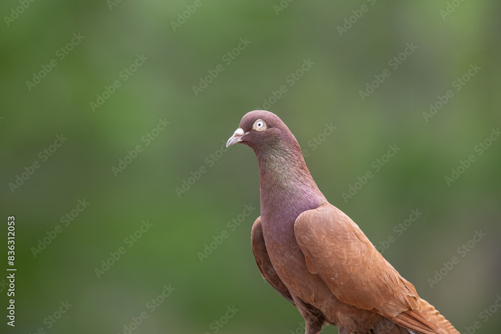 Close-up of the beautiful brown dove on the green blurred background. Close-up of the beautiful brown dove on the green blurred background.