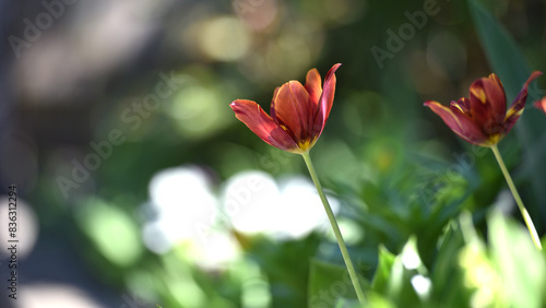Tulip flower. blooming in sunlight on a background of green grass  a flower in the tulip garden. floral background  beautiful tulip close-up. delicate spring flower. wildflowers. beauty of nature