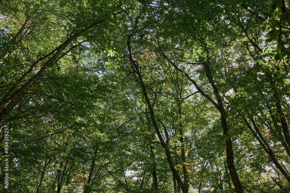 Sunny Day Canopy View in Wooded Area Natural Beauty and Relaxation amidst Lush Greenery and Sunlight Sunny Day Canopy View in Wooded Area Natural Beauty and Relaxation amidst Lush Greenery and Sunlight