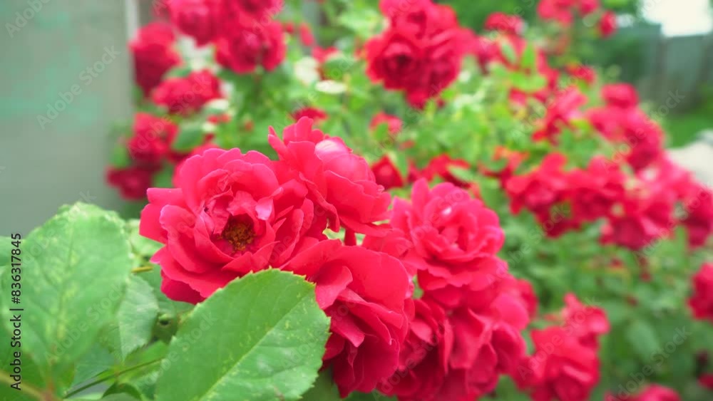 Rose tree beautiful pink red double roses flowers against blue sky. Rose tree beautiful pink red double roses flowers against blue sky.