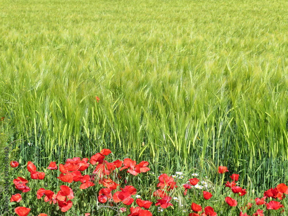 beautiful green cereal field natural healthy food fiber beautiful green cereal field natural healthy food fiber
