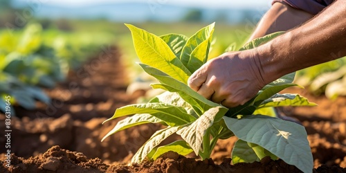 Close-up Shot of Hand Inspecting Tobacco Leaves in a Tobacco Field. Concept Close-up Photography, Agriculture, Tobacco Industry, Hand Inspection, Field Work photo