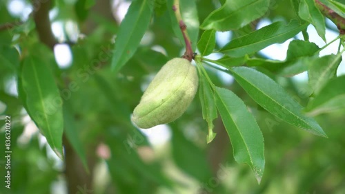 Green almond on a tree branch close-up. A branch of an almond tree with a fruit.