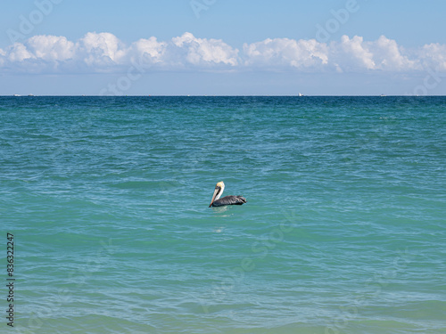 A brown pelican floats serenely on the Atlantic Ocean at Dania Beach, South Florida