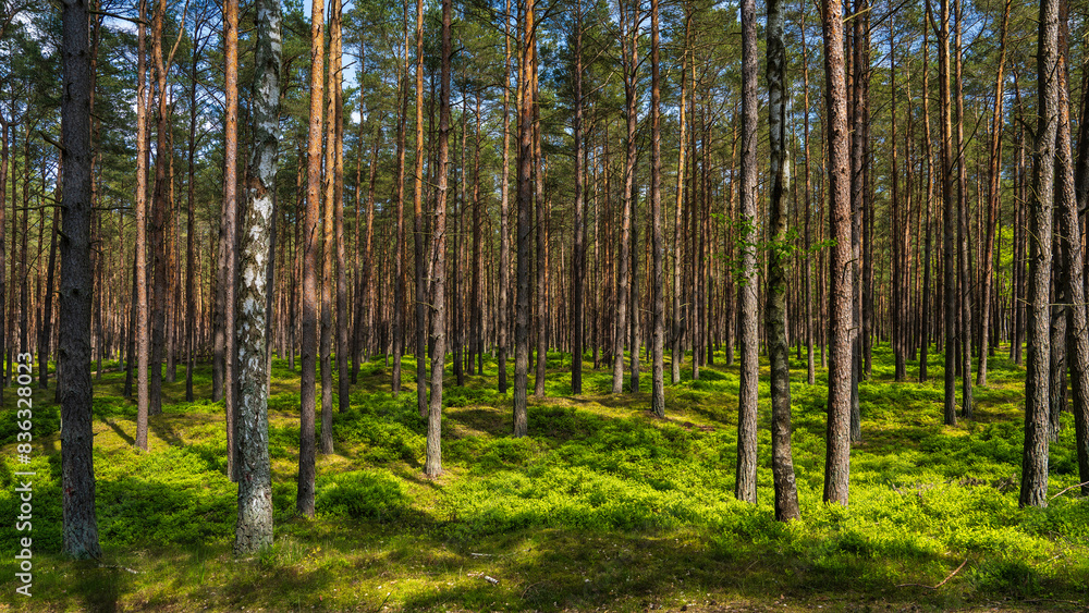 Fototapeta premium A beautiful landscape of a green forest with coniferous trees. Rays of sun pass through the pines. Grass spawns and plays with colors in sun
