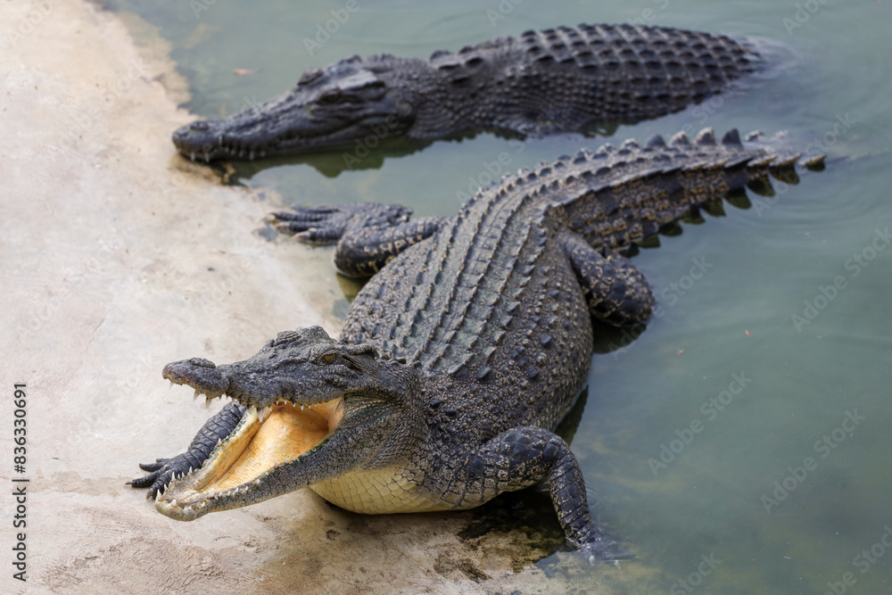 Naklejka premium Close up salt crocodile is show head in river