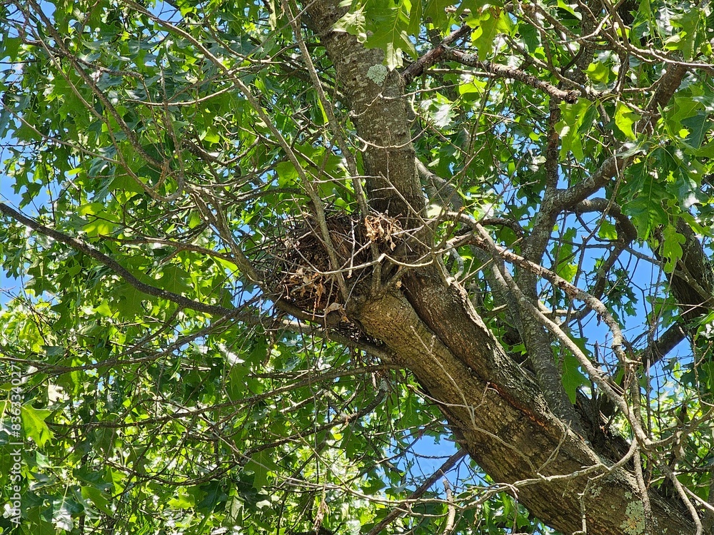 bird nest on a Tree bird nest on a Tree