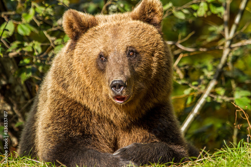 Wallpaper Mural Wild bear in Romania Torontodigital.ca