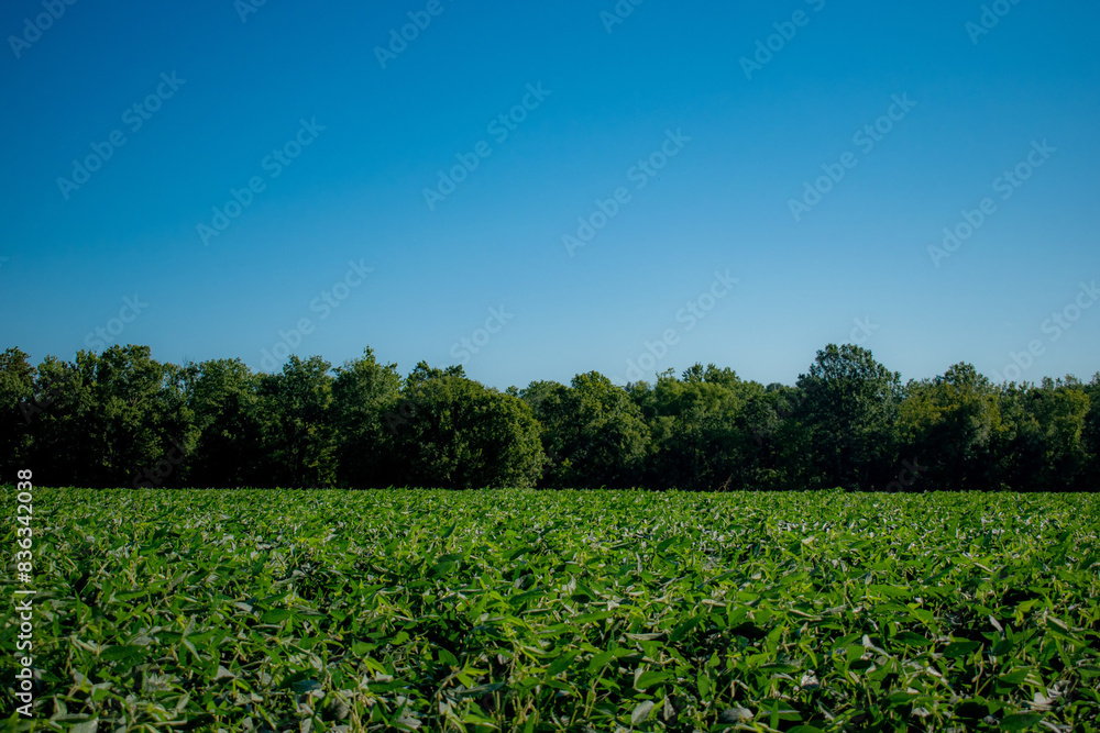 Lush green landscape with a clear blue sky Lush green landscape with a clear blue sky