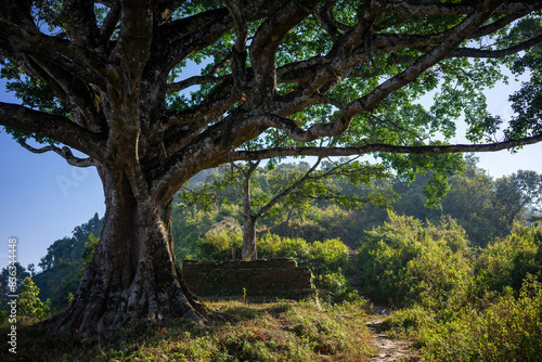Ancient tree with sprawling branches providing shade over a serene forest path in Bandipur  Nepal.