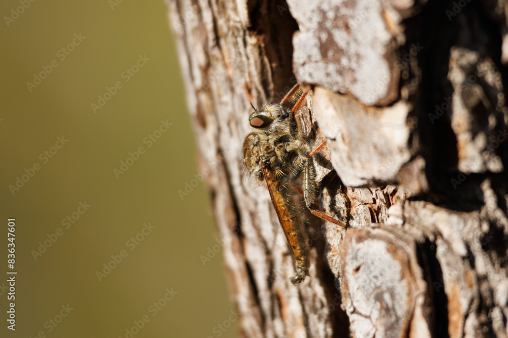 Mosca asilus posada en corteza de pino, Alcoy, España Mosca asilus posada en corteza de pino, Alcoy, España
