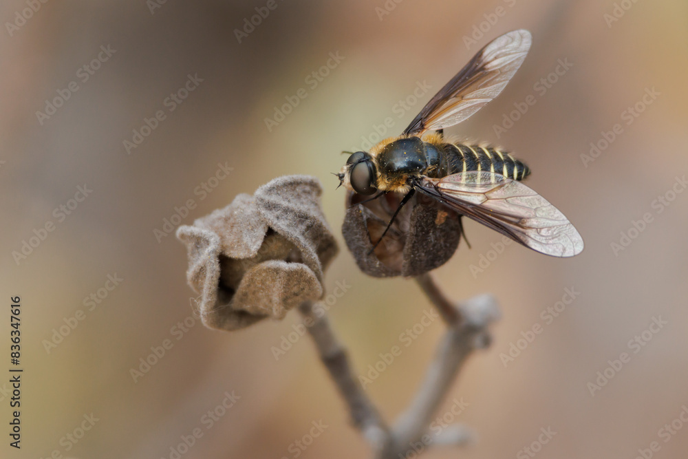 Mosca abeja lomatia sp posada sobre semilla de jara cistus albidus en la Sierra de Mariola, Alcoy, España Mosca abeja lomatia sp posada sobre semilla de jara cistus albidus en la Sierra de Mariola, Alcoy, España