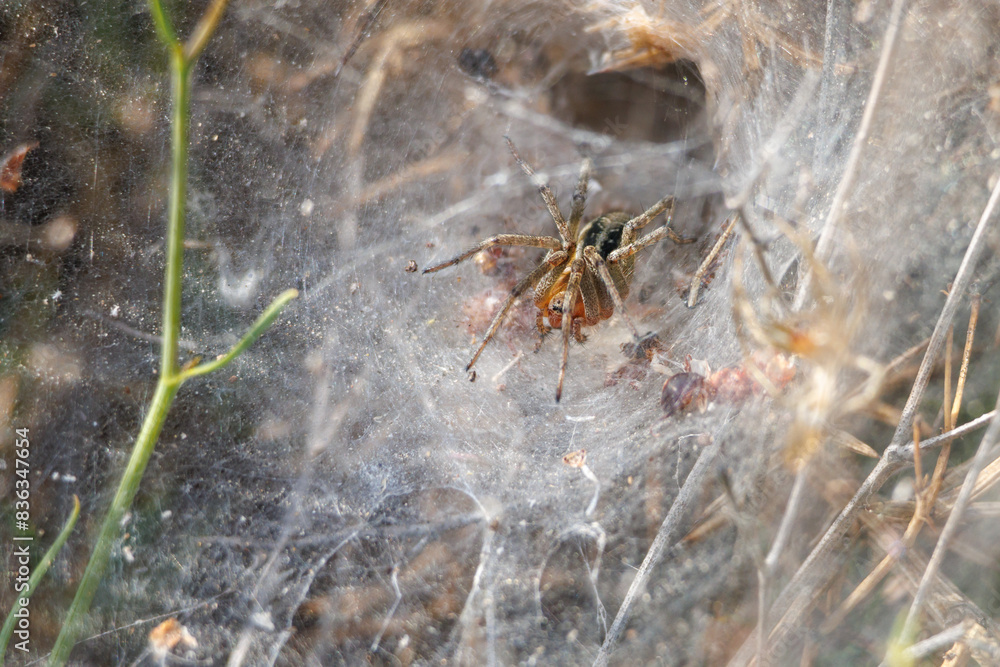 Araña Agelena labyrinthica esperando su presa, Sierra de Mariola, España Araña Agelena labyrinthica esperando su presa, Sierra de Mariola, España